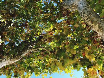 Low angle view of tree
