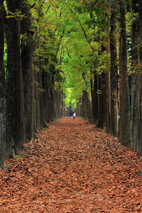 Distant view of friends walking on footpath amidst trees