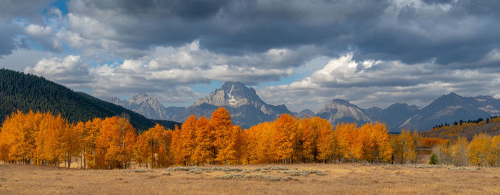 Panoramic view of trees on landscape against sky