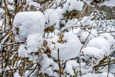 Balls of snow cling to a hydrangea bush.