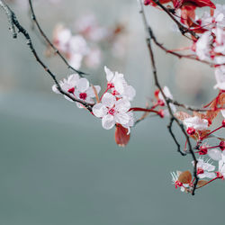 Close-up of cherry blossoms in spring