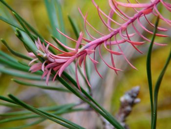 Close-up of pink flower