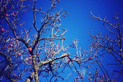 Low angle view of flower tree against blue sky