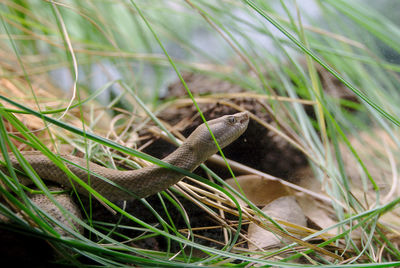 Snake in the grass