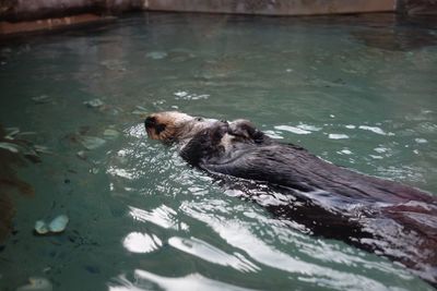 Dog swimming in water