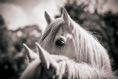 Close-up of horses, standing close together, herd protecting each other.