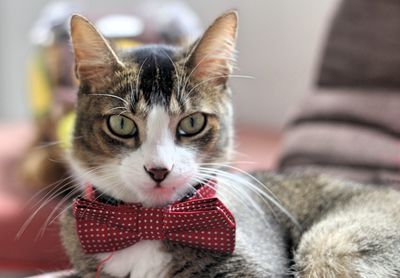 Close-up portrait of cat at home