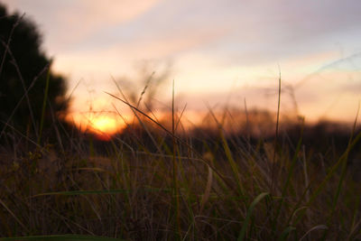 Plant growing on field at sunset