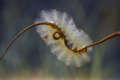 Fire caterpillar on unique tendril