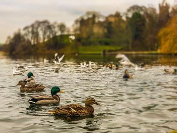 Ducks swimming in a lake