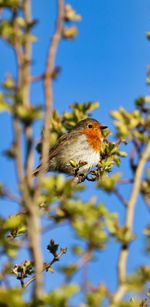 Close-up of a bird perching on a plant
