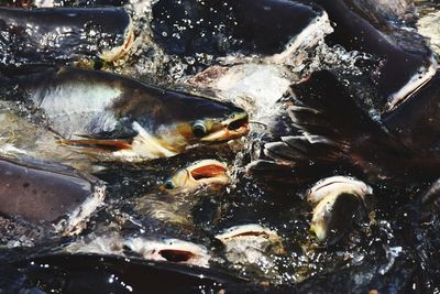 High angle view of fish swimming in sea