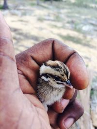 Cropped hand holding young bird