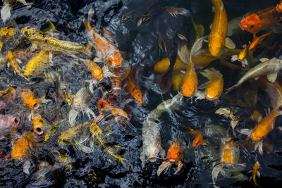 High angle view of koi carps swimming in lake