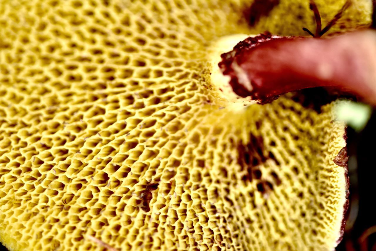 close-up, human body part, one person, human hand, body part, hand, real people, flower, textured, beauty in nature, selective focus, freshness, nature, unrecognizable person, flowering plant, food and drink, flower head, natural pattern