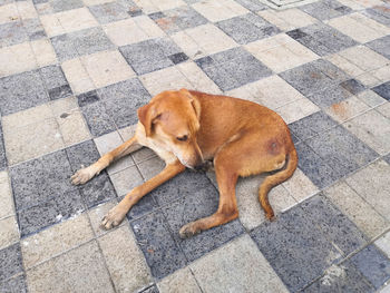 High angle view of dog lying on tiled floor