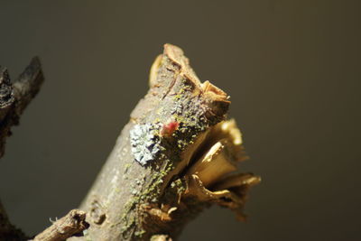 Close-up of lizard against black background