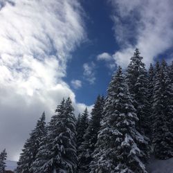 Low angle view of trees against sky during winter