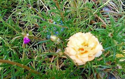 Close-up of yellow flower blooming in field