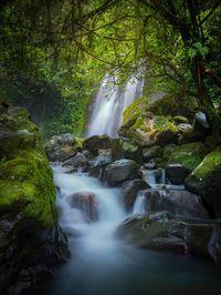 Low angle view of waterfall in forest