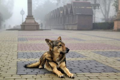 Dog relaxing on footpath