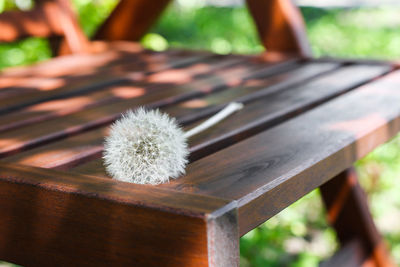 The plant lies on furniture made of wood. rest and relaxation in the midst of nature and greenery