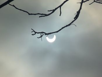 Low angle view of branch against sky