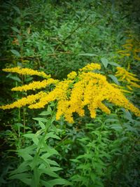 Close-up of yellow flowering plant on field