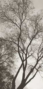 Low angle view of bare tree against sky