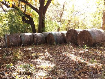 Hay bales on field