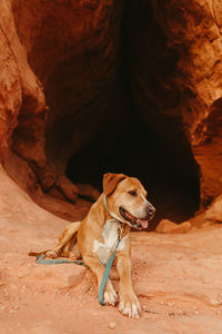 Tired and thirsty pit dog lies down outside of orange cave entrance