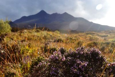 Flowers growing on landscape against mountains