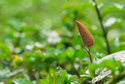 Close-up of plant on field during autumn