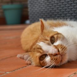 Close-up of cat lying down