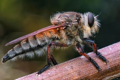 A potrait of robberfly exotic insect