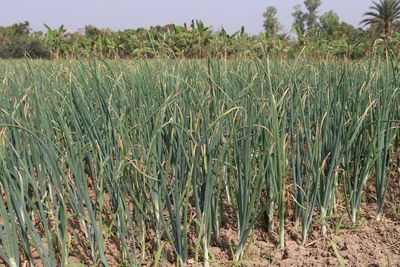 Crops growing on field