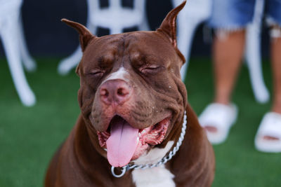 Close-up of a dog