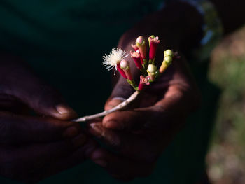 Farmer holding a fresh clove bud with the sun hitting it