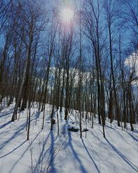 Trees against sky during winter