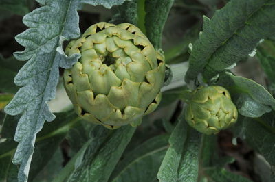 Close-up of blackberries growing on plant