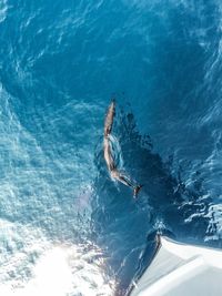 High angle view of man swimming in pool