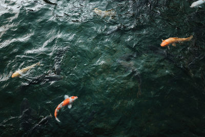 High angle view of koi carps swimming in sea