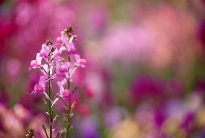 Close-up of pink flower tree