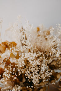 Close-up of snow on plant