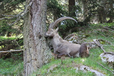 Ibex relaxing by tree on field