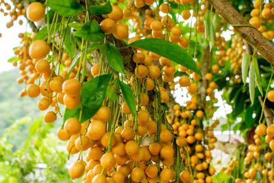 Close-up of fruits hanging on tree