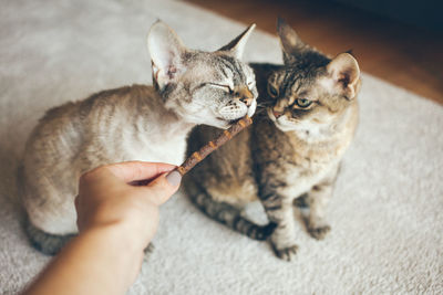 Cropped hand of woman feeding food to cats