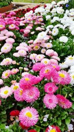 Close-up of pink flowers