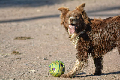 Close-up of dog running on field