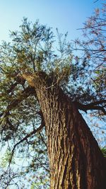 Low angle view of tree against clear sky